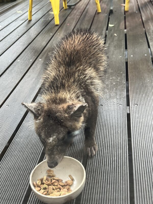 60代から始めるノマドモドキライフ 367